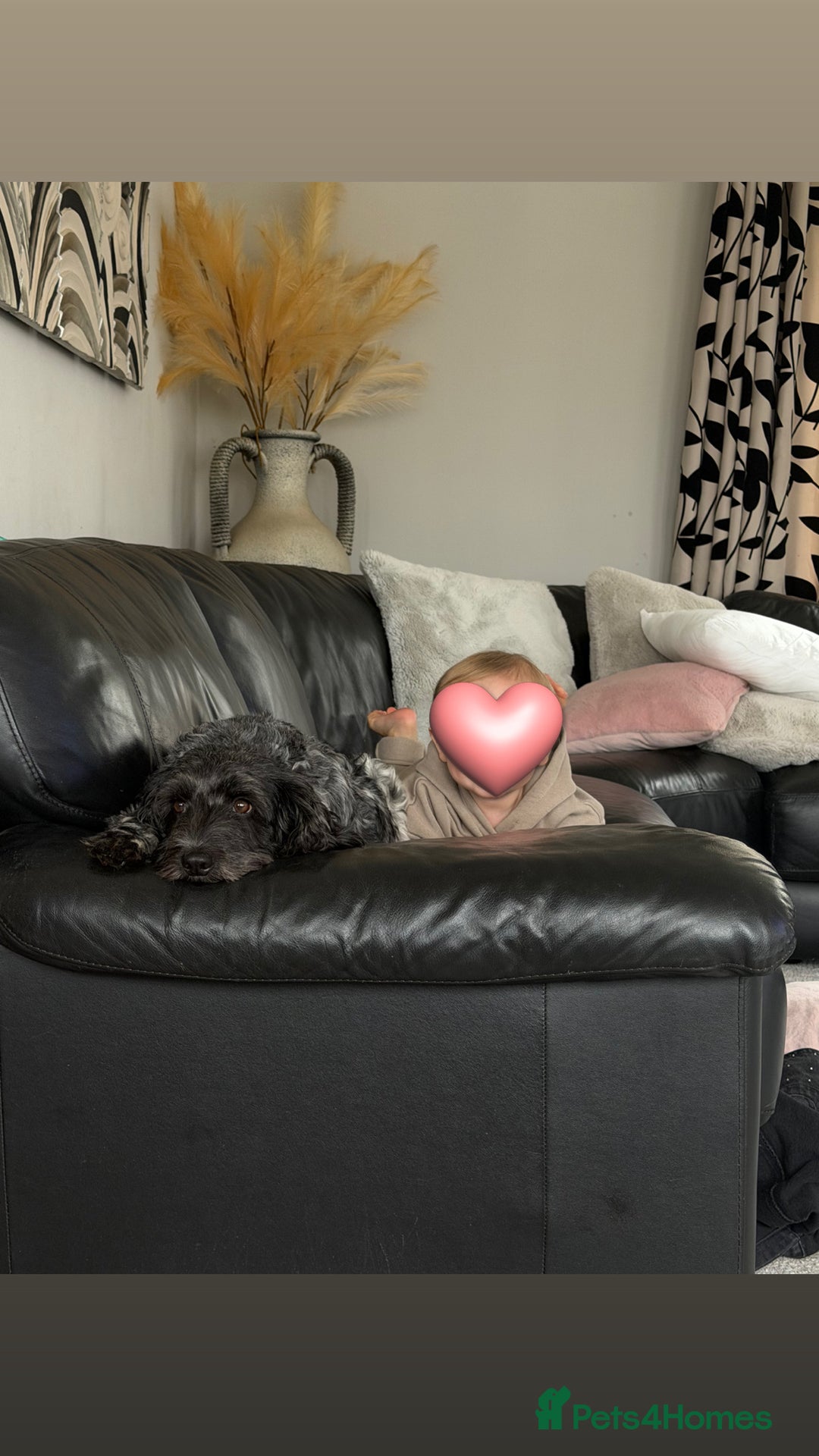 Cockapoo dogs for sale: Beautiful litter of cockapoos - Advert 10