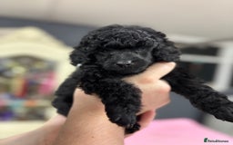 Miniature Poodle dogs for sale: Miniature poodle puppy’s  - Advert 4