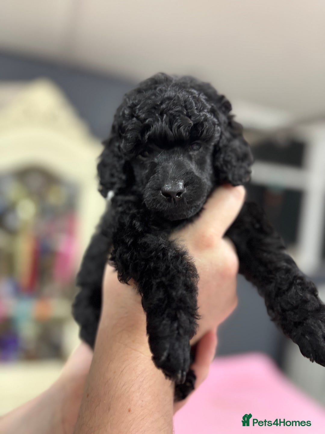 Miniature Poodle dogs for sale: Miniature poodle puppy’s  - Advert 4