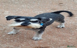 Miniature Schnauzer dogs for sale: KC REG MINI SCHNAUZER MAC AND EYE TESTED - Image 4
