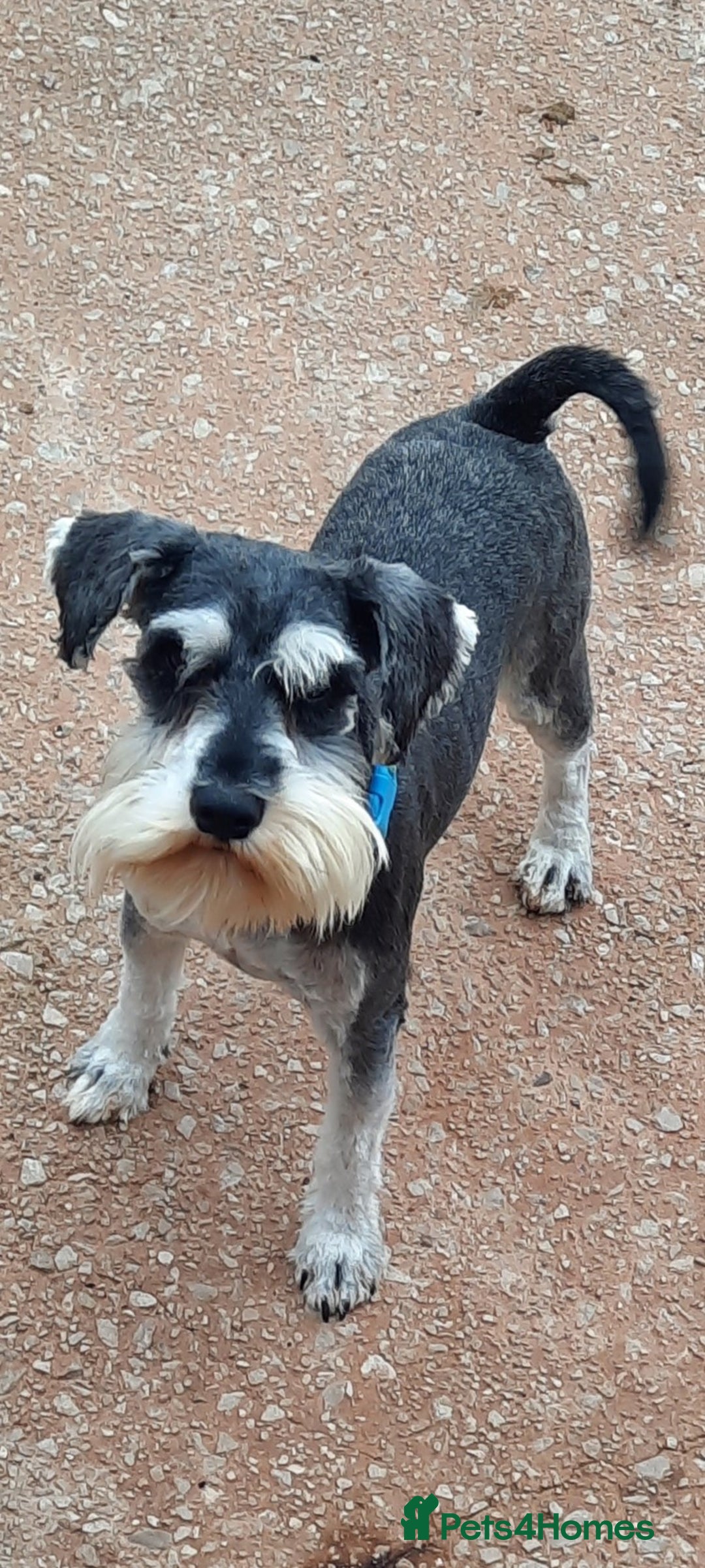 Miniature Schnauzer dogs for sale: KC REG MINI SCHNAUZER MAC AND EYE TESTED - Image 4