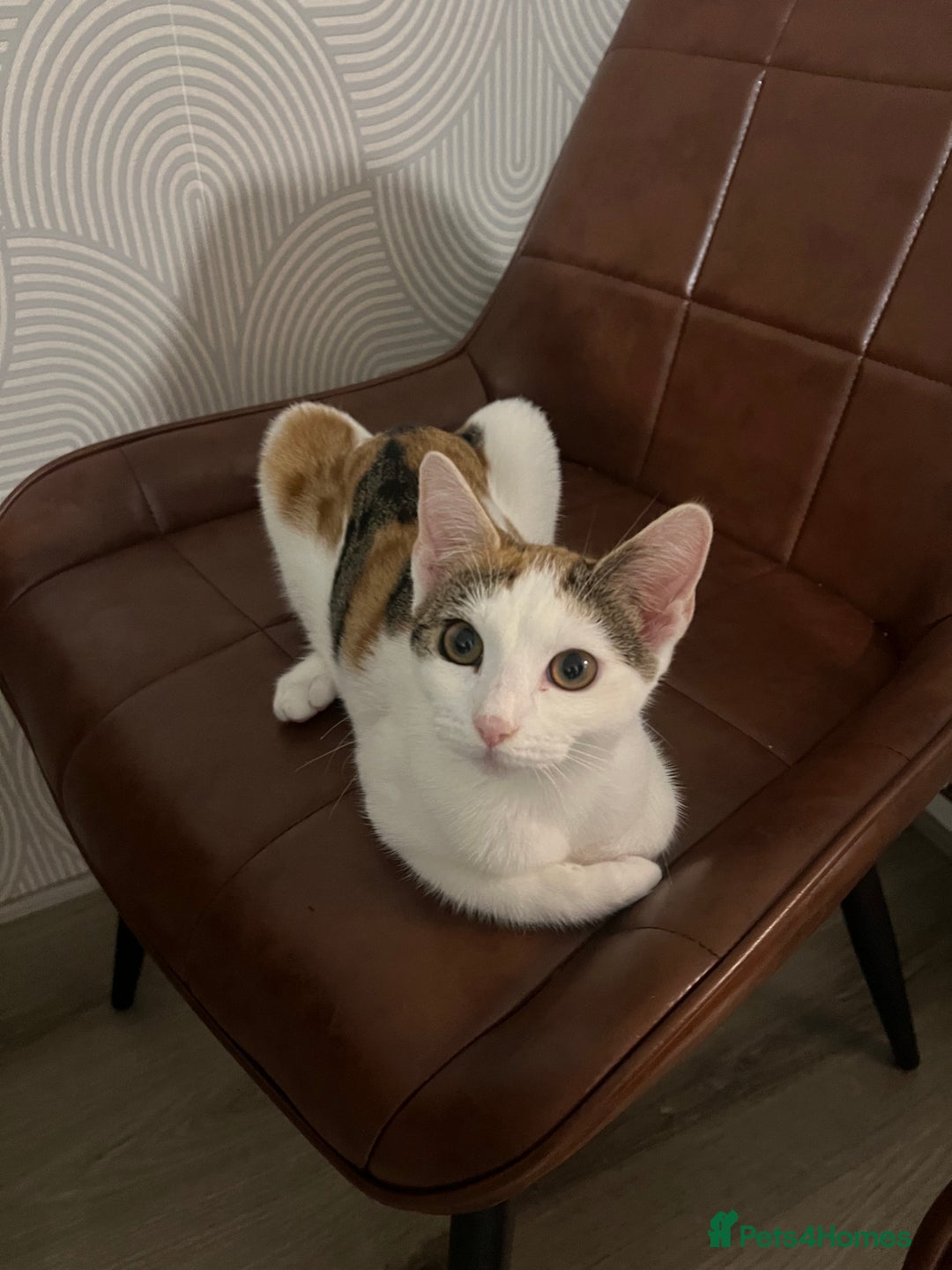 Mixed Breed cats for sale: Cute mixed Bengal kittens  - Advert 9