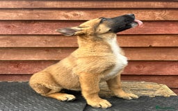 Mixed Breed dogs for sale: German shepherd x Belgian shepherd puppies - Image 16
