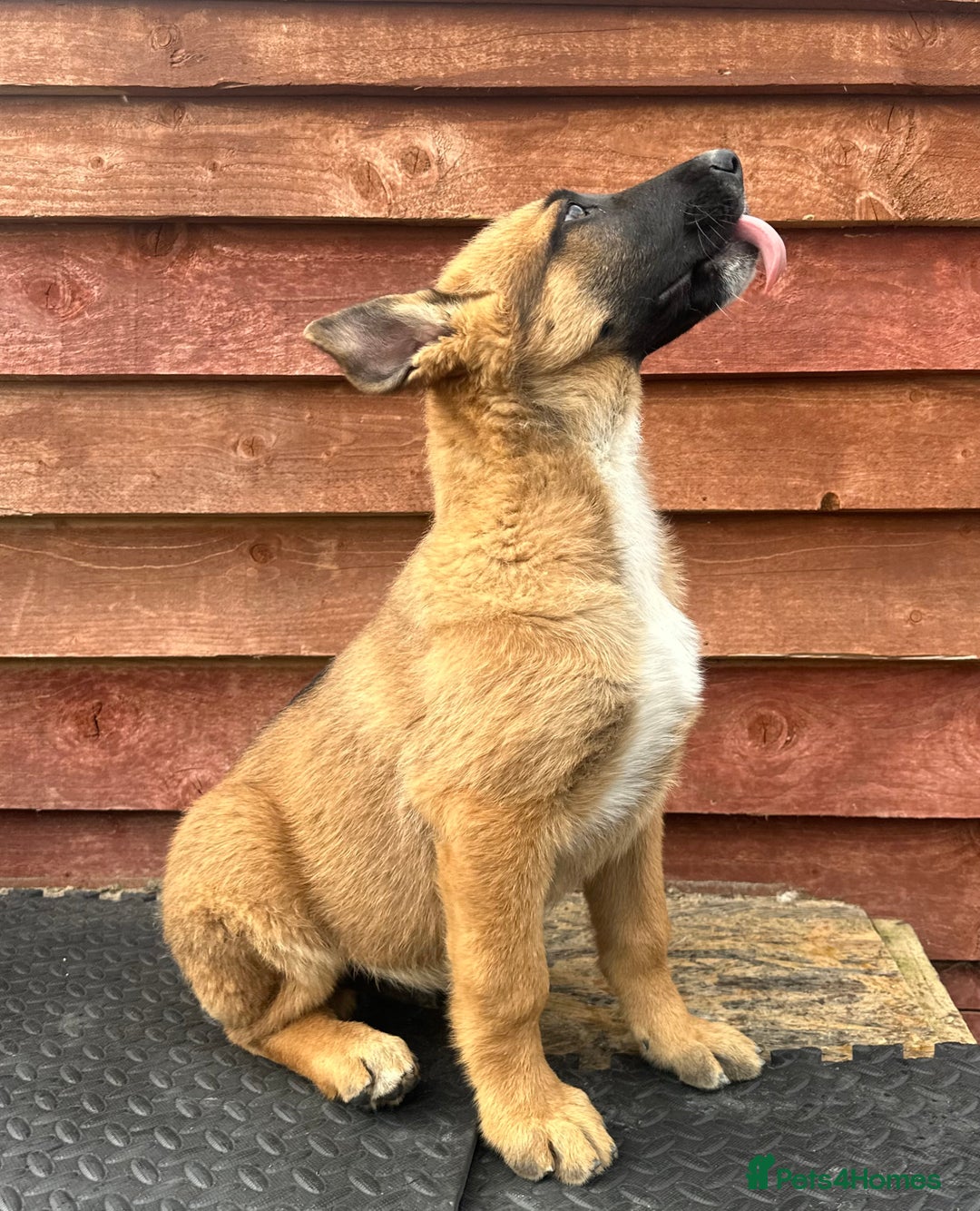 Mixed Breed dogs for sale: German shepherd x Belgian shepherd puppies - Image 16