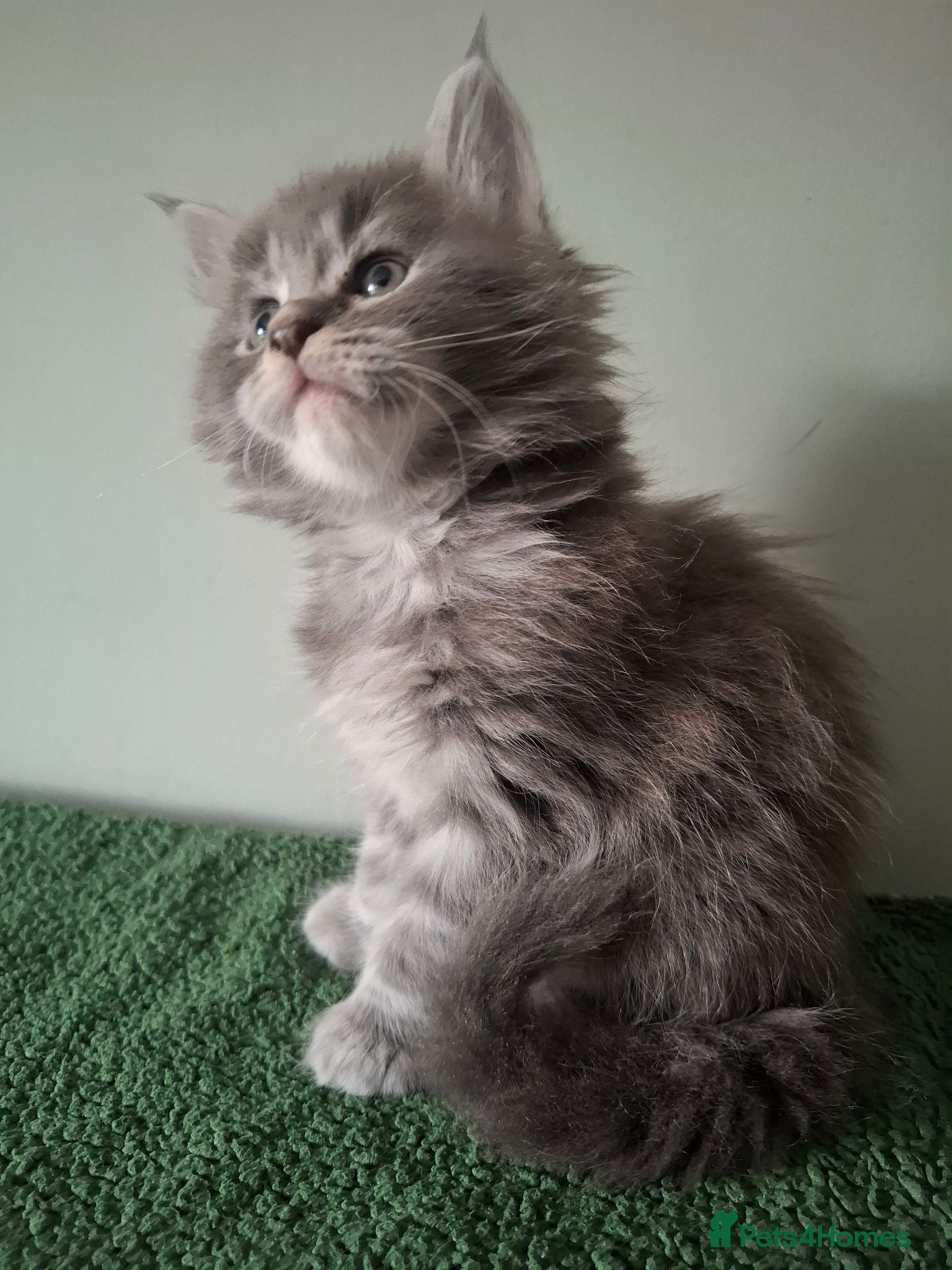 Maine Coon cats Tica registered Maine coon kittens - Advert 2