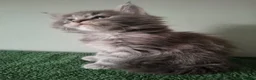 Maine Coon cats for sale: Tica registered Maine coon kittens - Advert 37