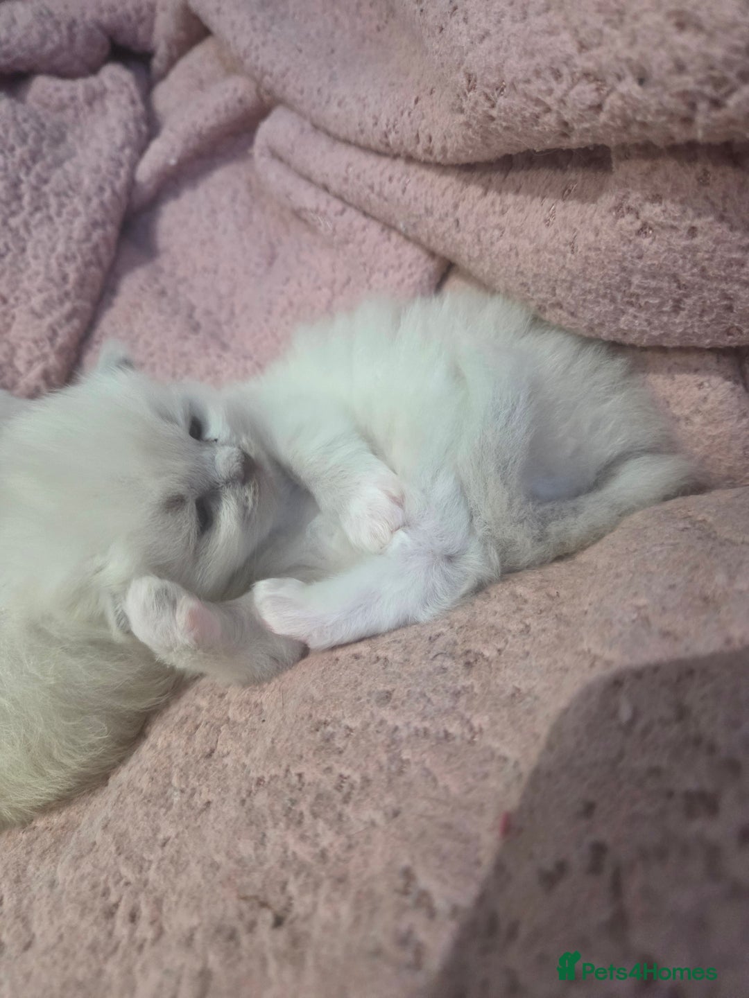 Ragdoll cats for sale: 5 fluffy chunky ragdoll babies for sale - Advert 2