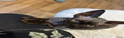 Devon Rex cats for sale: Fife reg Devon Rex kittens  - Advert 5