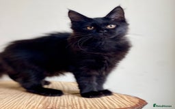 Maine Coon cats for sale: Beautiful pure bread Maine Coon kittens - Image 22