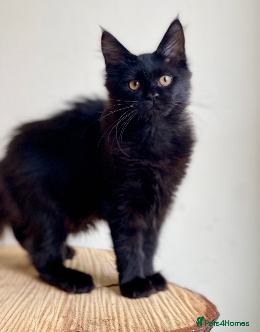 Maine Coon cats for sale: Beautiful pure bread Maine Coon kittens - Image 22