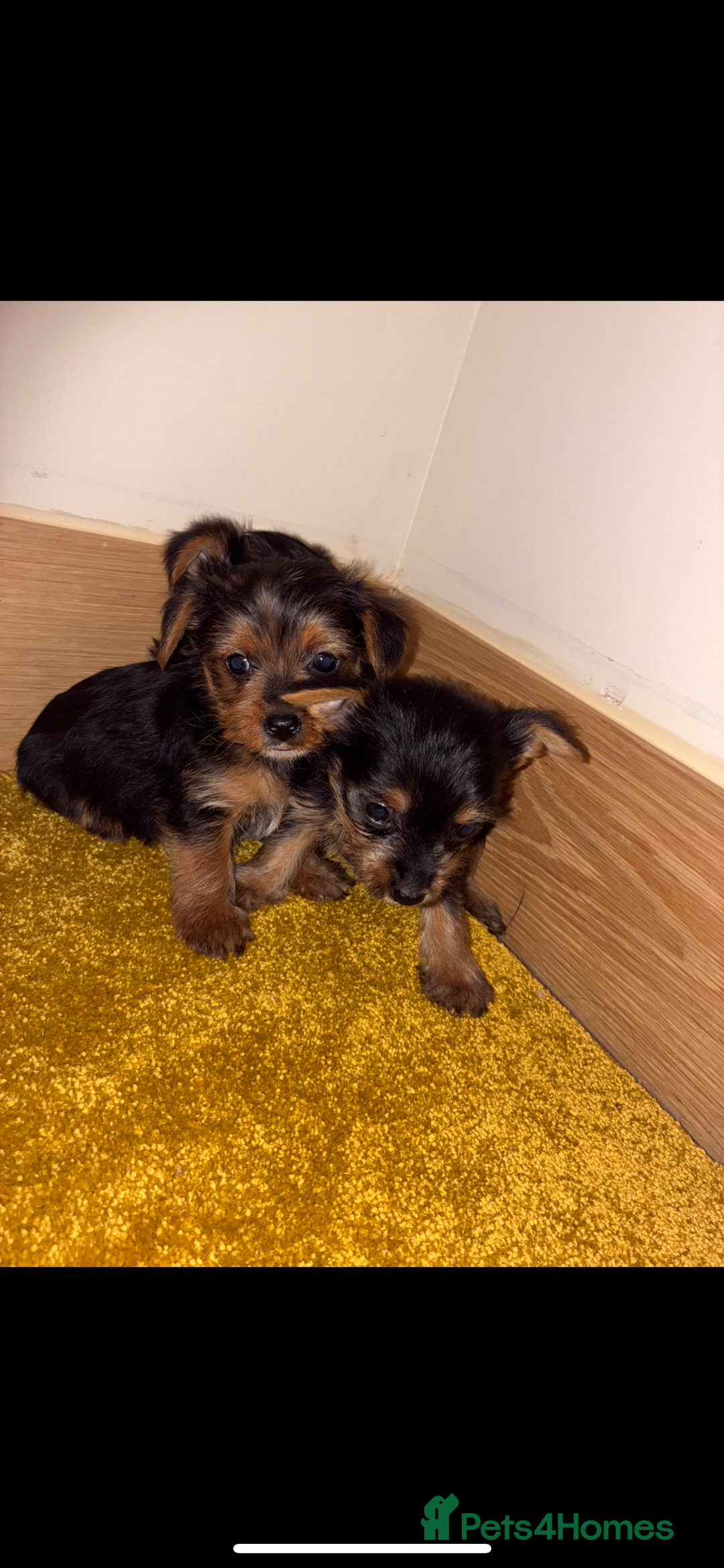 Yorkshire Terrier dogs for sale: Yorkshire Terrier puppies for sale  - Advert 4