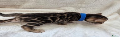 Bengal Kitten 3