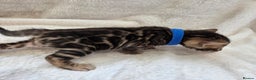 Bengal cats for sale: Tica register Bengal Kittens 😸  - Advert 22