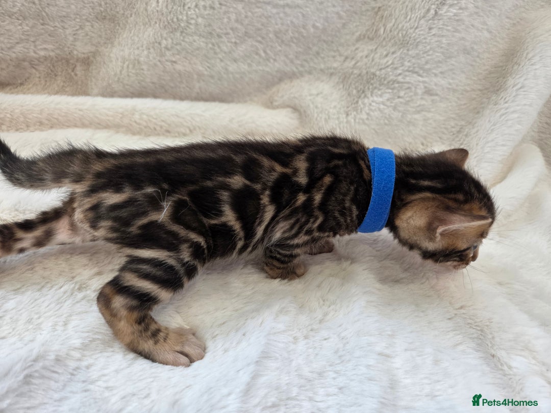 Bengal cats for sale: Tica register Bengal Kittens 😸  - Advert 22