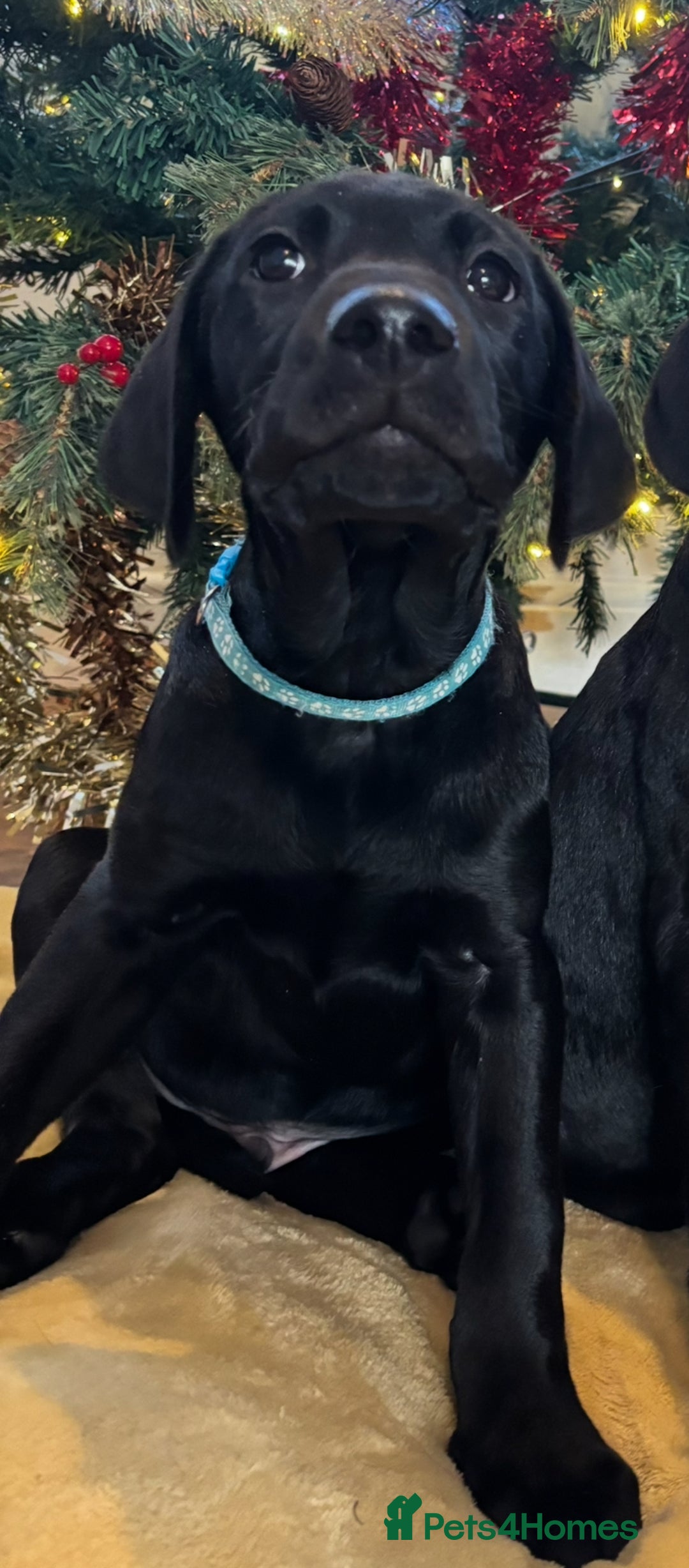 Labrador Retriever dogs for sale: KC Fully Health Tested Outstanding Working Line - Advert 3