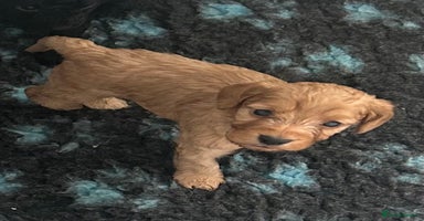 Cockapoo dogs - Advert 13