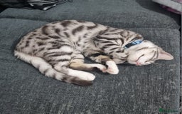 Bengal cats for sale: Stunning silver bengal x - Image 4