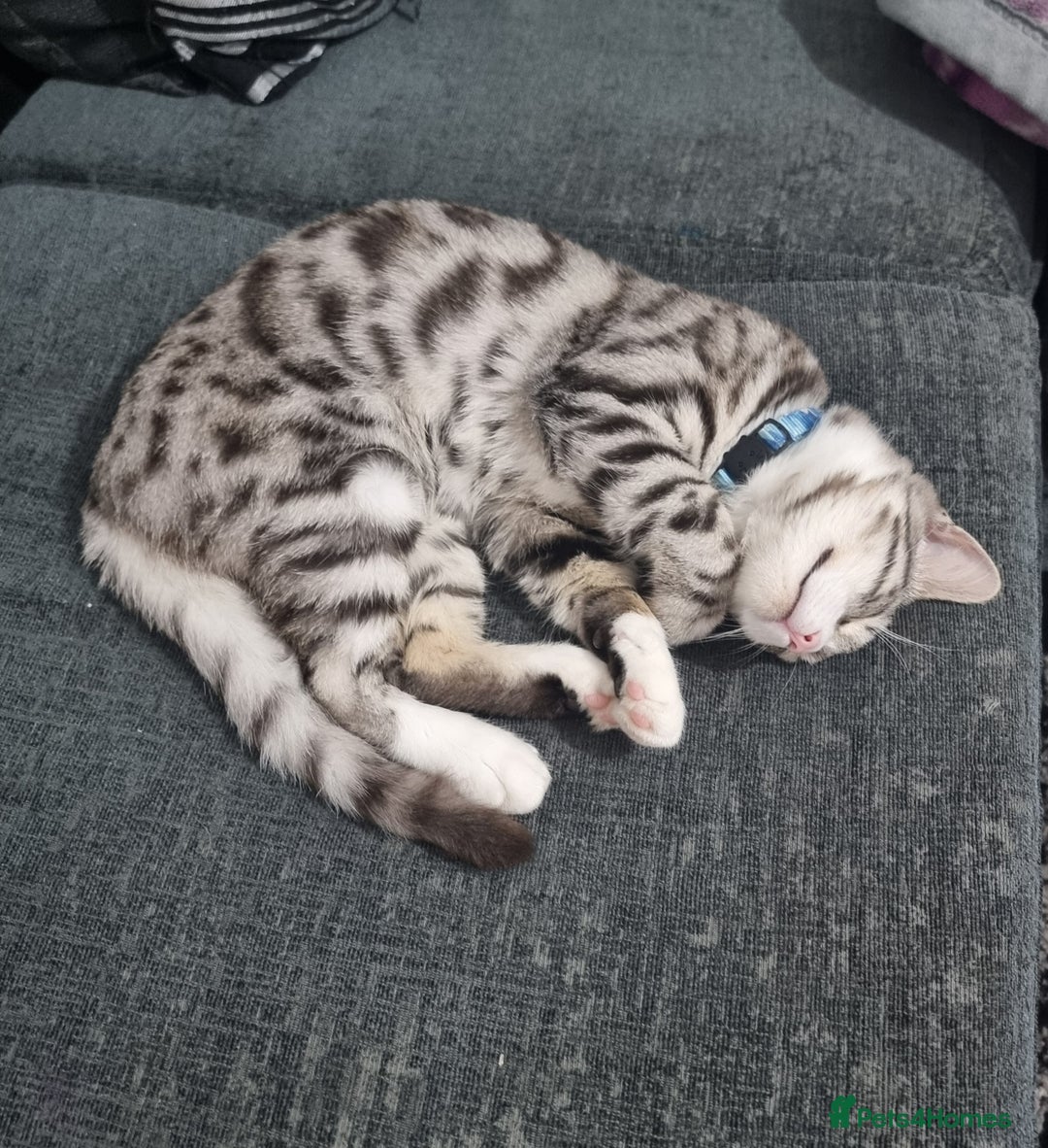 Bengal cats for sale: Stunning silver bengal x - Image 4