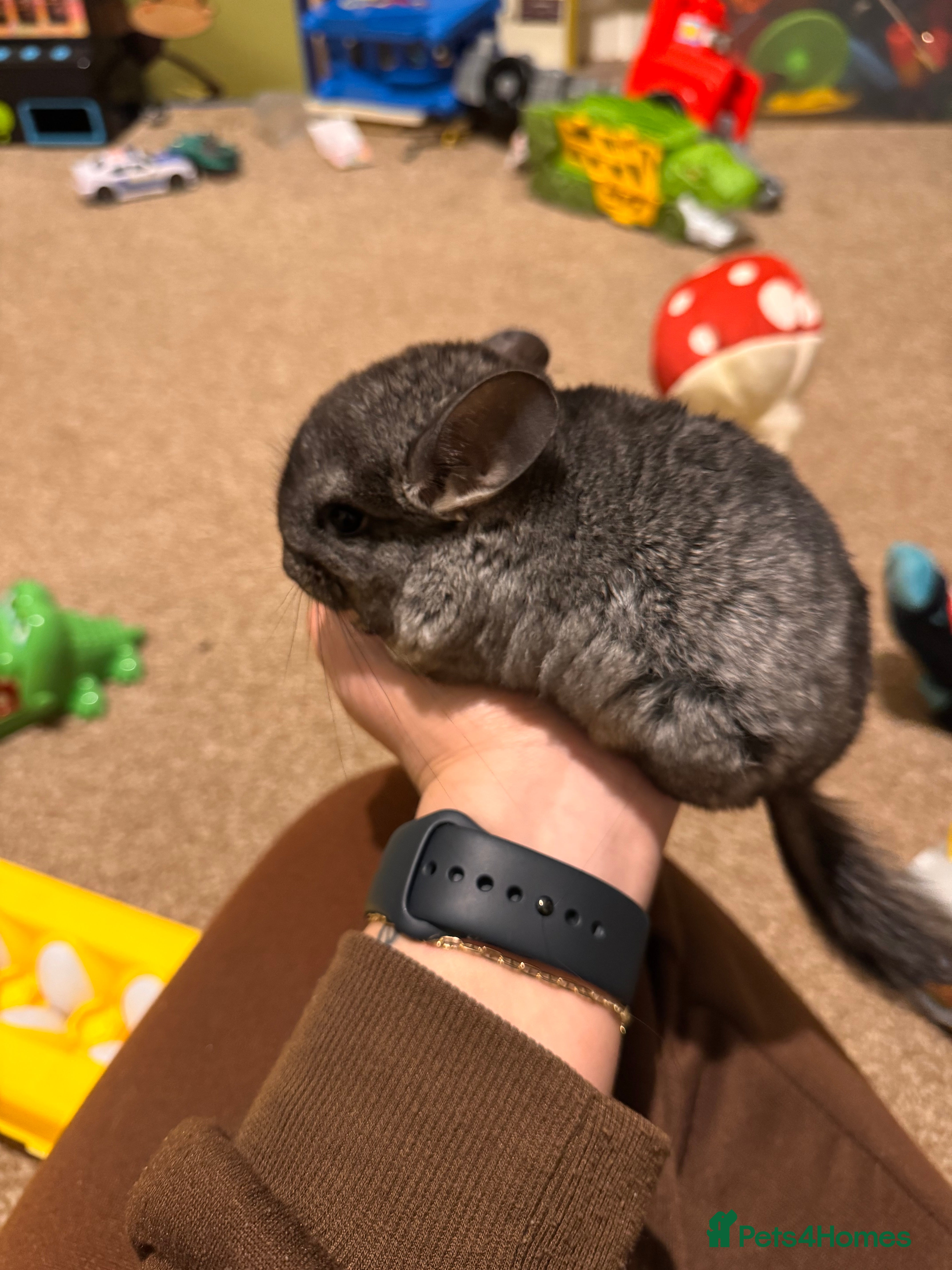 Chinchilla rodents Female chinchilla for sale (4months) - Advert 1