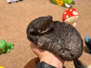 Chinchilla rodents Female chinchilla for sale (4months) - Advert 1