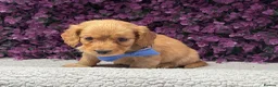 Miniature Dachshund dogs for sale: 🐾💜 EXCEPTIONAL KC MINIATURE DACHSHUND PUPS in Castle Douglas - Advert 12
