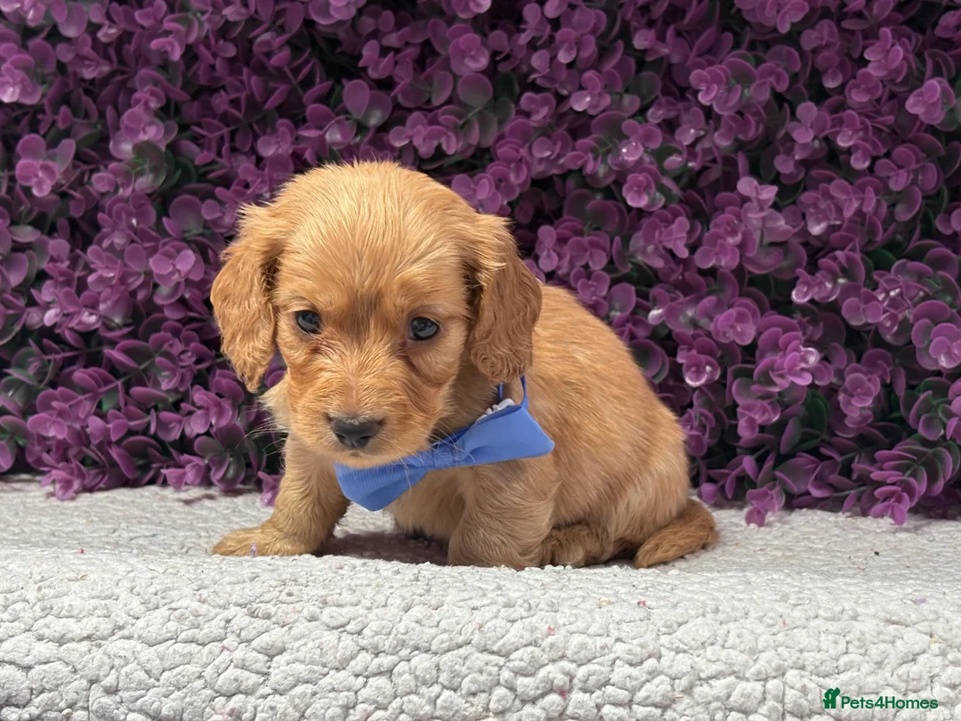 Miniature Dachshund dogs for sale: 🐾💜 EXCEPTIONAL KC MINIATURE DACHSHUND PUPS in Castle Douglas - Advert 12