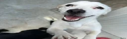 Mixed Breed dogs for adoption: Margot in Oxford - Advert 9