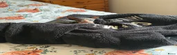 Mixed Breed cats for sale: Sphynx cross - Advert 3