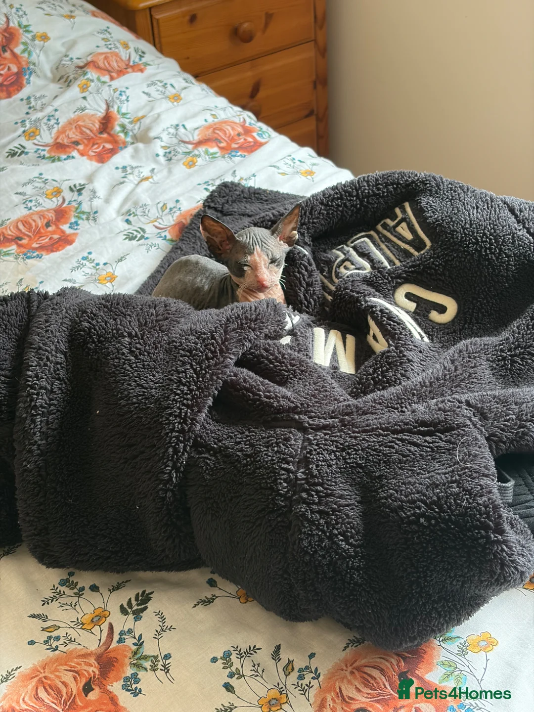 Mixed Breed cats for sale: Sphynx cross - Advert 3