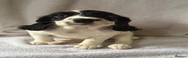 English Springer Spaniel Puppy 3