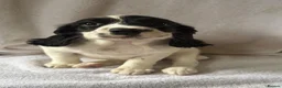 English Springer Spaniel dogs for sale: Springer Spaniel  - Advert 5
