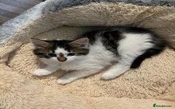 Mixed Breed cats for sale: Cute kittens looking for loving home  - Image 8