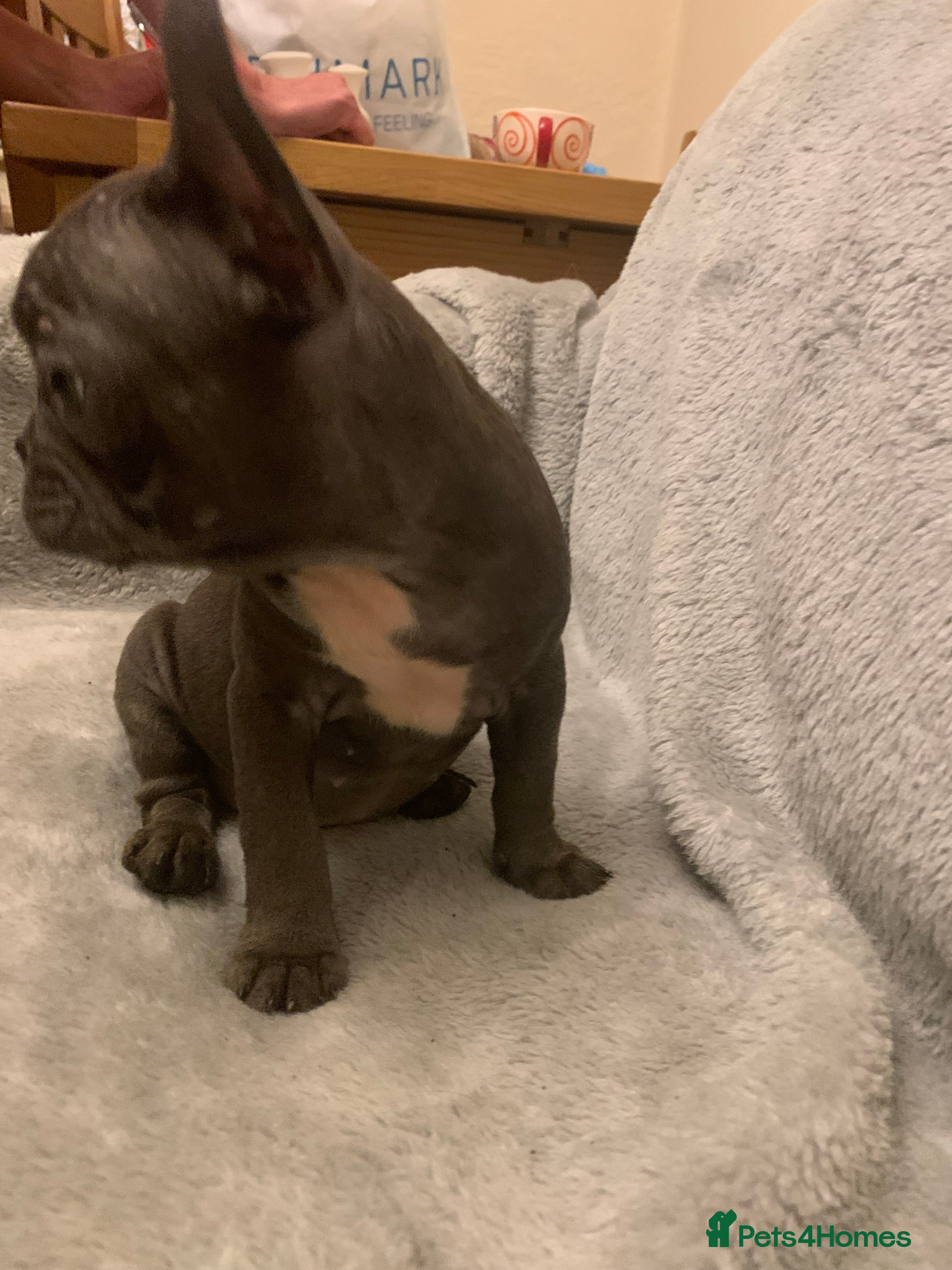 French Bulldog dogs for sale: QUALITY KC FRENCH BULLDOG PUPPIES  - Advert 2