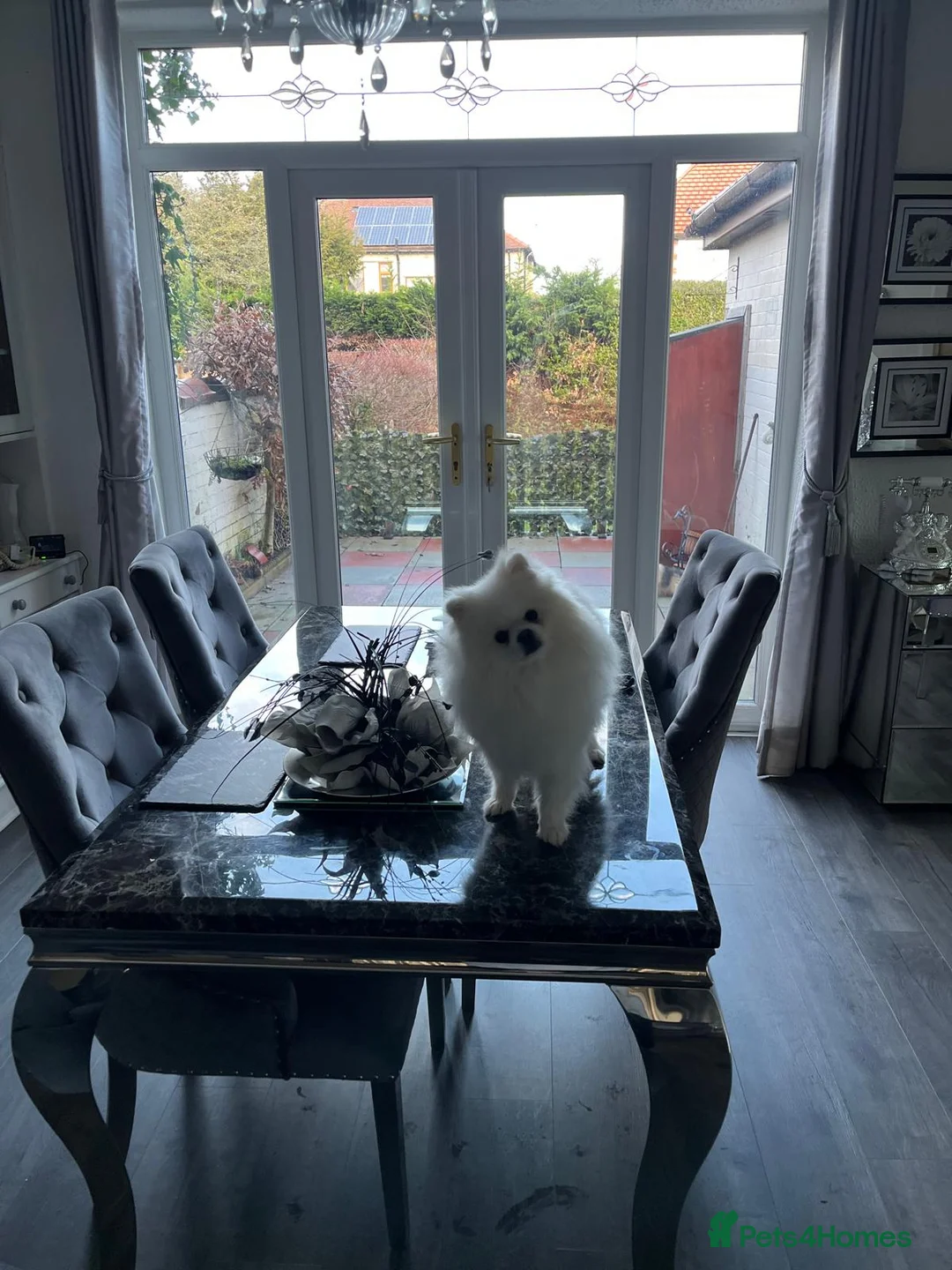 Pomeranian dogs for sale: Beautiful pure white male pomeranian  - Advert 2