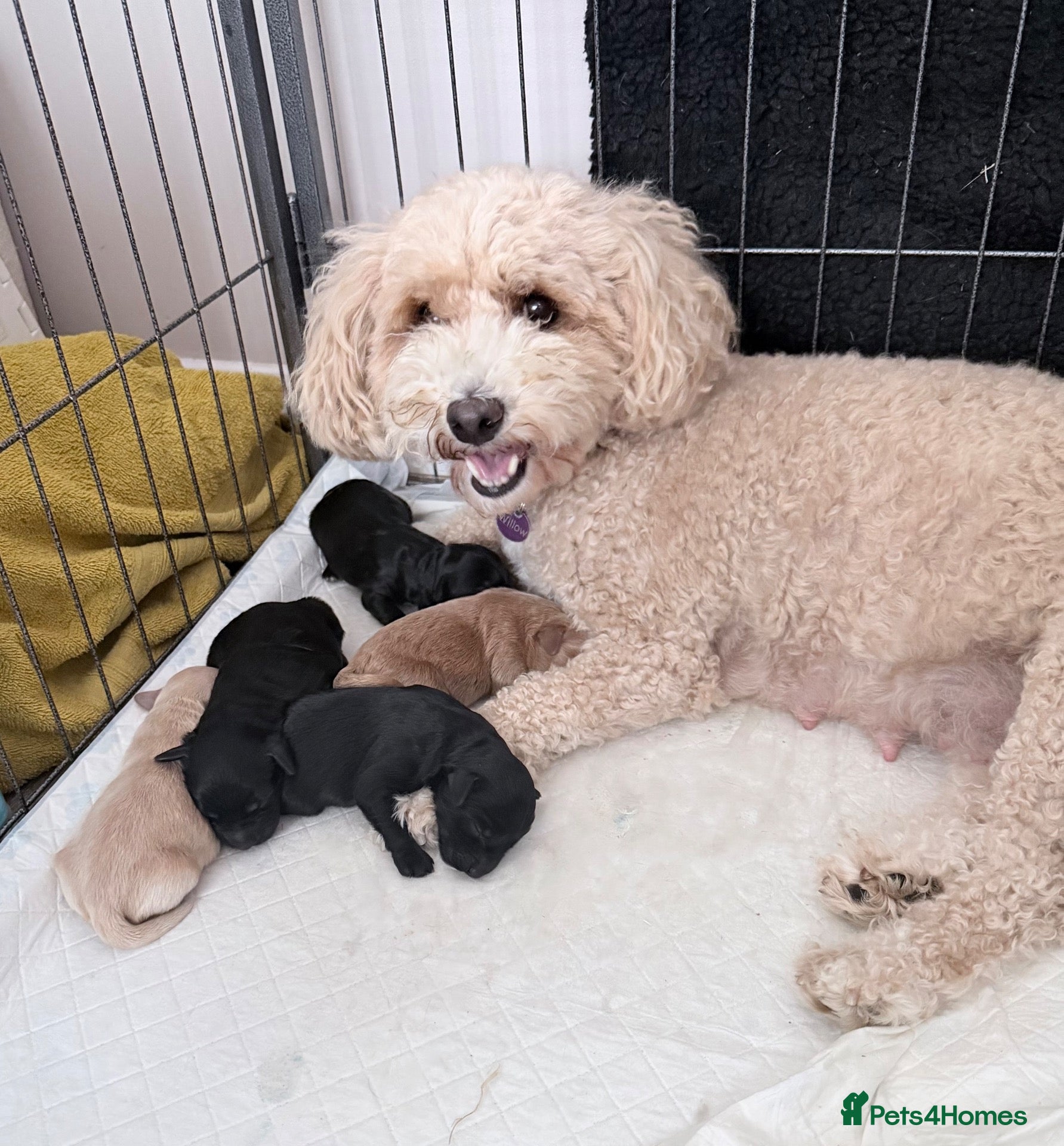 Mixed Breed dogs Cockapoochon puppies  - Advert 2