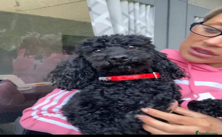 Toy Poodle dogs Toy poodle for stud  - Advert 2