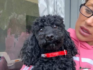 Toy Poodle dogs for stud: Toy poodle for stud - Advert 1