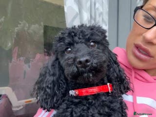 Toy Poodle dogs Toy poodle for stud - Advert 22