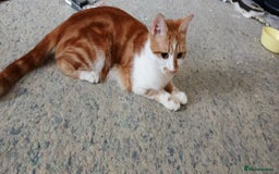 British Shorthair cats for sale: Kittens - Image 7