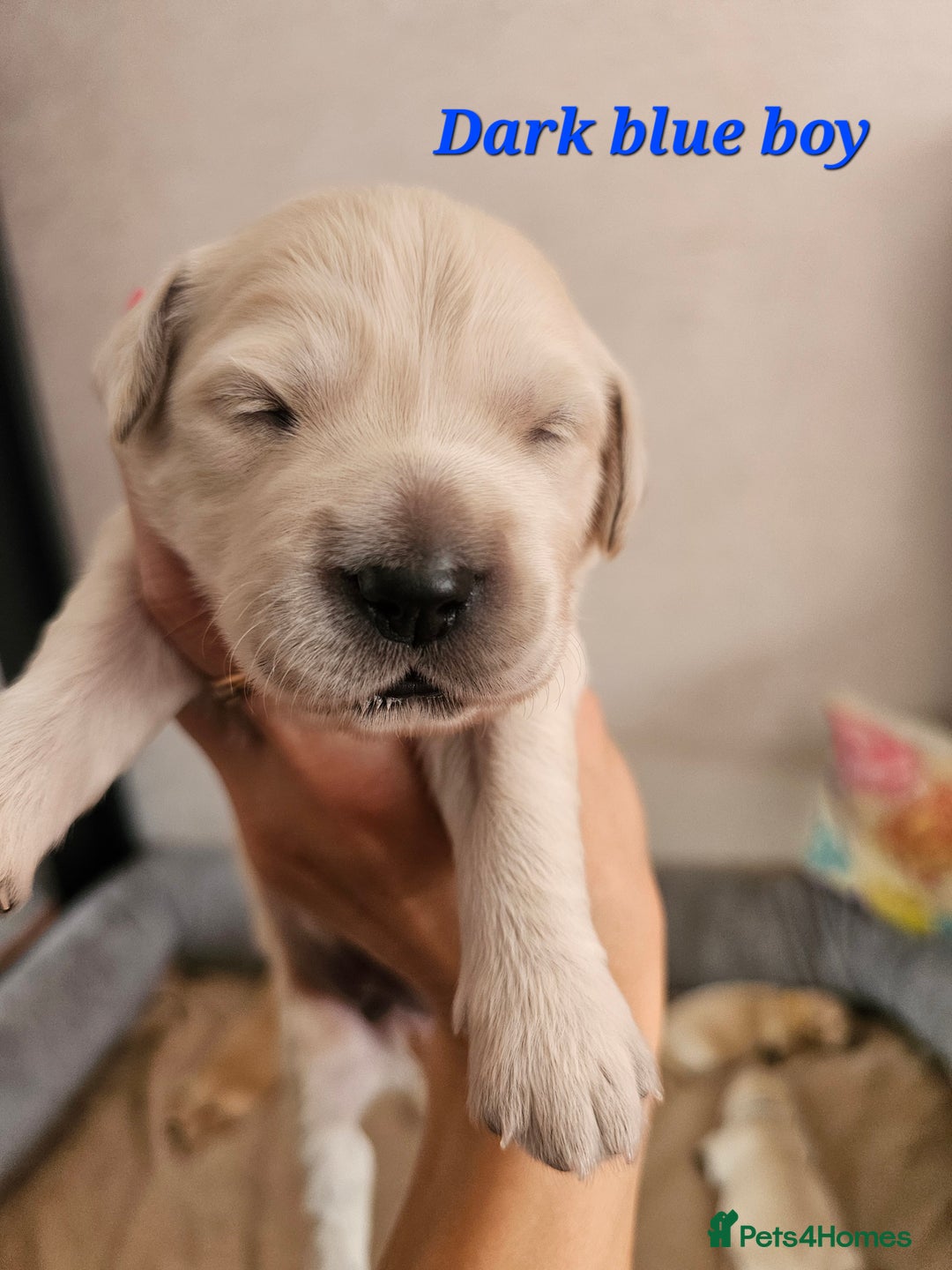 Golden Retriever dogs for sale: Lovely Golden Retriever puppies ❤️  - Image 21