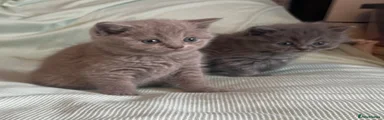 British Shorthair 