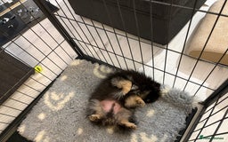 Pomeranian dogs for sale: Bear the tiny Pomeranian  - Image 6