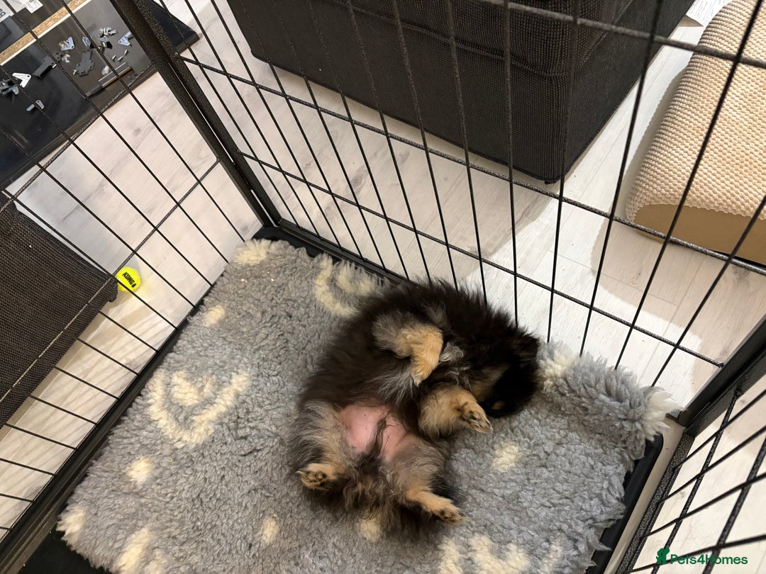Pomeranian dogs for sale: Bear the tiny Pomeranian  - Image 6