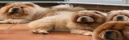 Chow Chow dogs for sale: Beautiful chow chow puppies  - Advert 5