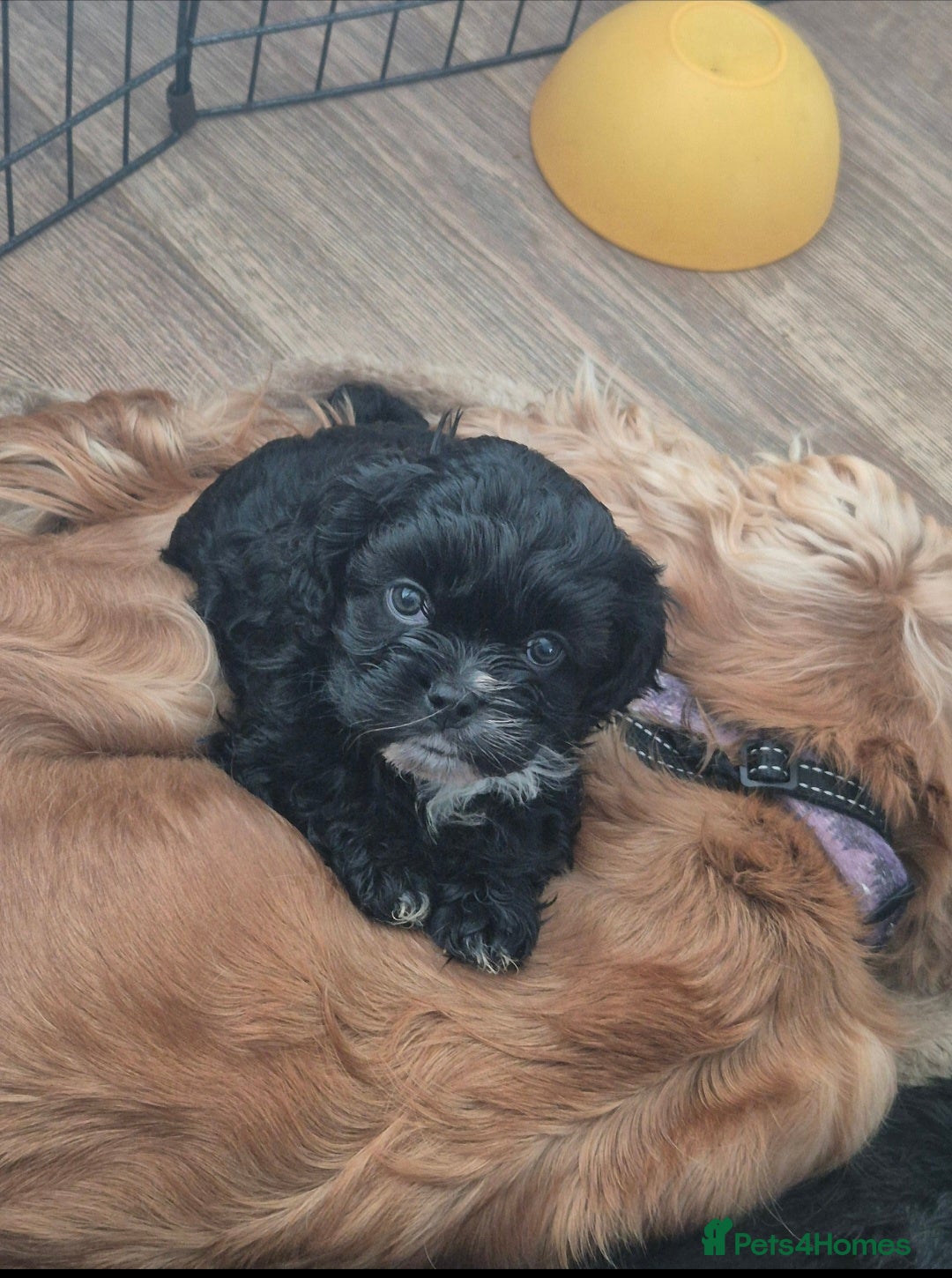Mixed Breed dogs £800 Cocker spaniel shihtzu cross puppies  - Advert 6