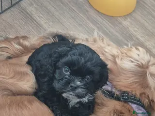 Mixed Breed dogs £800 Cocker spaniel shihtzu cross puppies - Advert 6