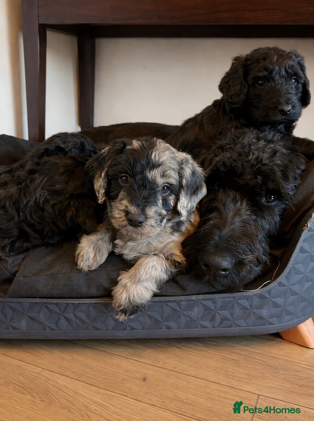 Labradoodle dogs Beautiful F2B Miniature Labradoodle Puppies  🐾 - Advert 2