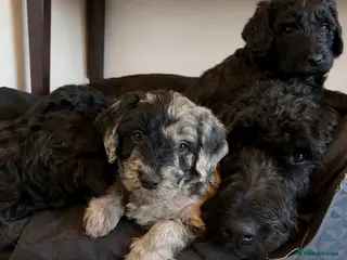 Labradoodle dogs Beautiful F2B Miniature Labradoodle Puppies 🐾 - Advert 2