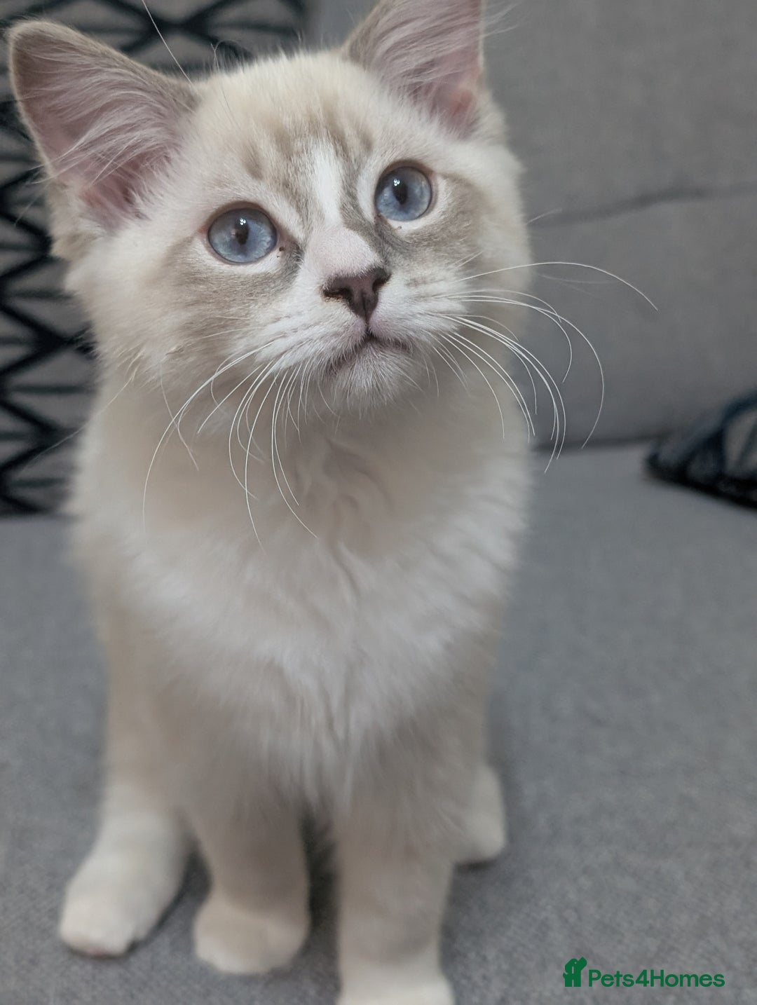 Ragdoll cats for sale: *READY NOW* GCCF Ragdoll Kitten Active/Non-Active in Liverpool - Image 3