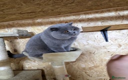 British Shorthair cats for stud: BEST QUALITY STUD -IMPORTED FROM EU in Cheltenham - Image 12